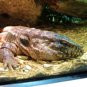 Wildlife Trek - Life in the Water