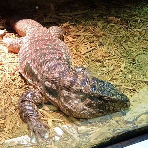 Wildlife Trek - Life in the Water