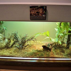 Wildlife Trek - Life in the Water