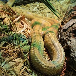 Wildlife Trek - Life in the Water