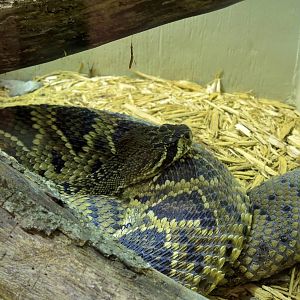 Wildlife Trek - Life in the Water