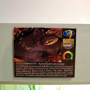 Wildlife Trek - Life in the Water