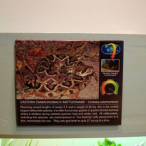 Wildlife Trek - Life in the Water