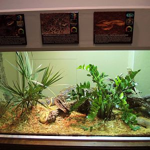 Wildlife Trek - Life in the Water