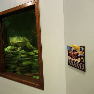 Wildlife Trek - Life in the Water