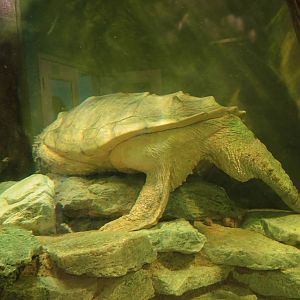 Wildlife Trek - Life in the Water