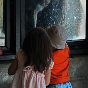 bear watching kids