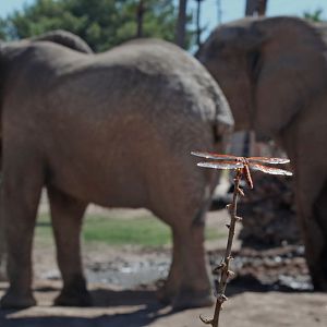 dragonfly watching elephants