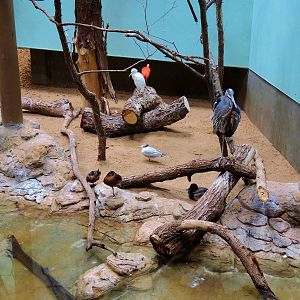 Wildlife Trek - Life in the Water