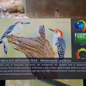 Wildlife Trek - Life in the Water