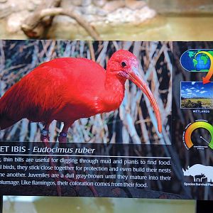 Wildlife Trek - Life in the Water