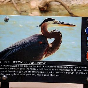 Wildlife Trek - Life in the Water