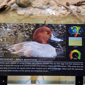Wildlife Trek - Life in the Water