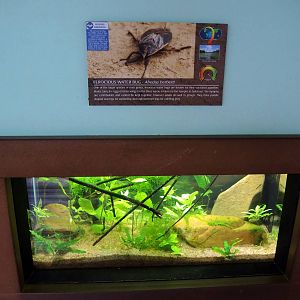 Wildlife Trek - Life in the Water