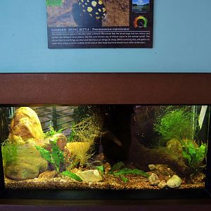 Wildlife Trek - Life in the Water