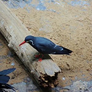 Wildlife Trek - Life in the Water