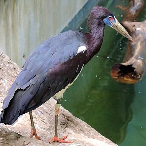 Wildlife Trek - Life in the Water