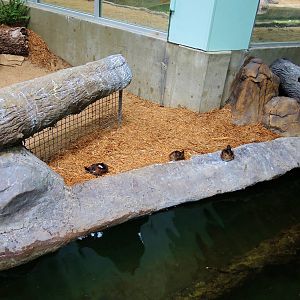 Wildlife Trek - Life in the Water