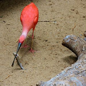 Wildlife Trek - Life in the Water