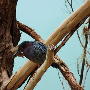 Wildlife Trek - Life in the Water