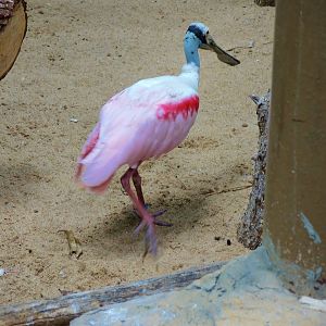 Wildlife Trek - Life in the Water