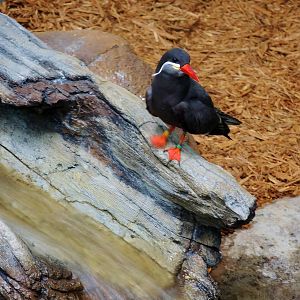 Wildlife Trek - Life in the Water