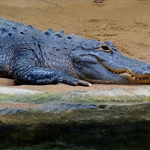 Wildlife Trek - Life in the Water