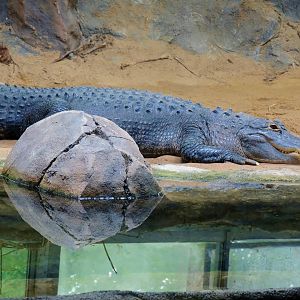Wildlife Trek - Life in the Water