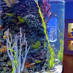 Wildlife Trek - Life in the Water