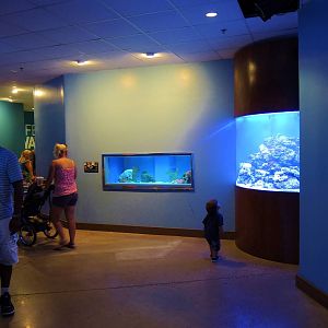 Wildlife Trek - Life in the Water