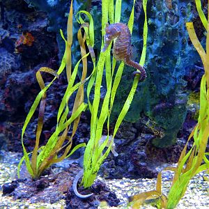 Wildlife Trek - Life in the Water