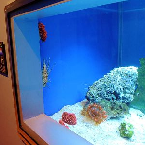 Wildlife Trek - Life in the Water