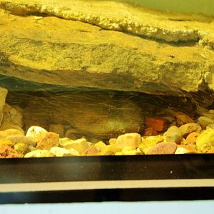 Wildlife Trek - Life in the Water