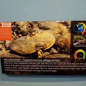 Wildlife Trek - Life in the Water