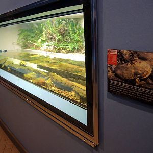 Wildlife Trek - Life in the Water