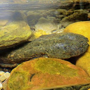 Wildlife Trek - Life in the Water