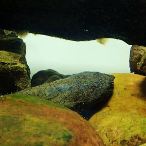 Wildlife Trek - Life in the Water