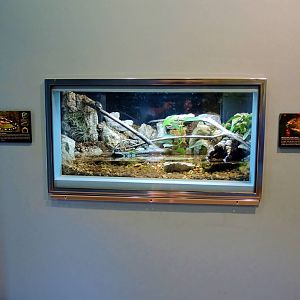 Wildlife Trek - Life in the Water