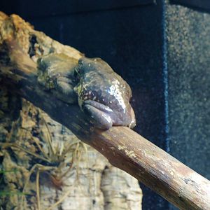 Wildlife Trek - Life in the Water