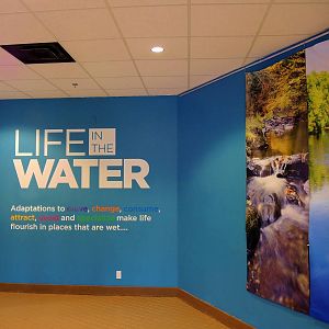 Wildlife Trek - Life in the Water