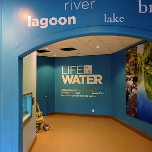 Wildlife Trek - Life in the Water