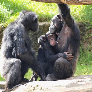 Shabani, Sule and Sacha