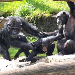 Shabani, Sule and Sacha