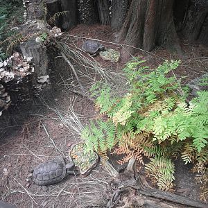 Cypress Swamp - Gohper Tortoise/Florida Box Turtle