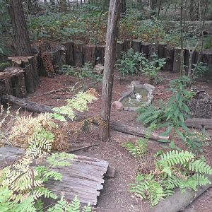 Cypress Swamp - Gohper Tortoise/Florida Box Turtle