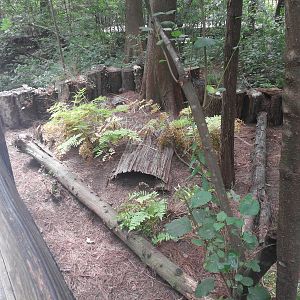 Cypress Swamp - Gohper Tortoise/Florida Box Turtle