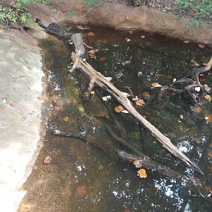 Cypress Swamp - Alligator Snapping Turtle