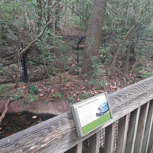 Cypress Swamp - Alligator Snapping Turtle
