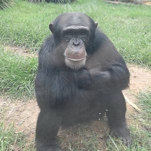 Kitera Forest - Chimpanzees