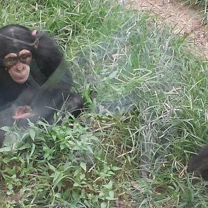 Kitera Forest - Chimpanzees